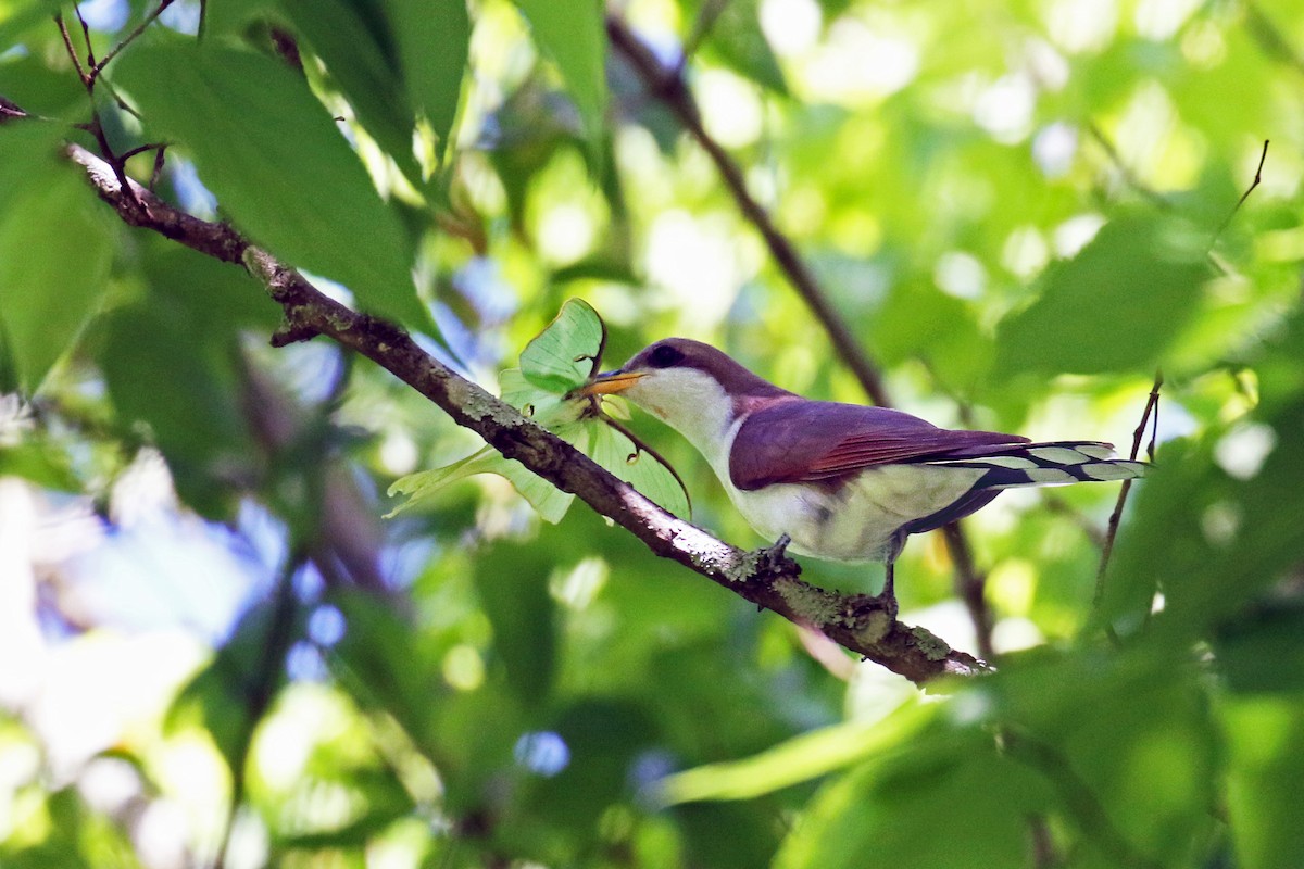 Yellow-billed Cuckoo - David Lang
