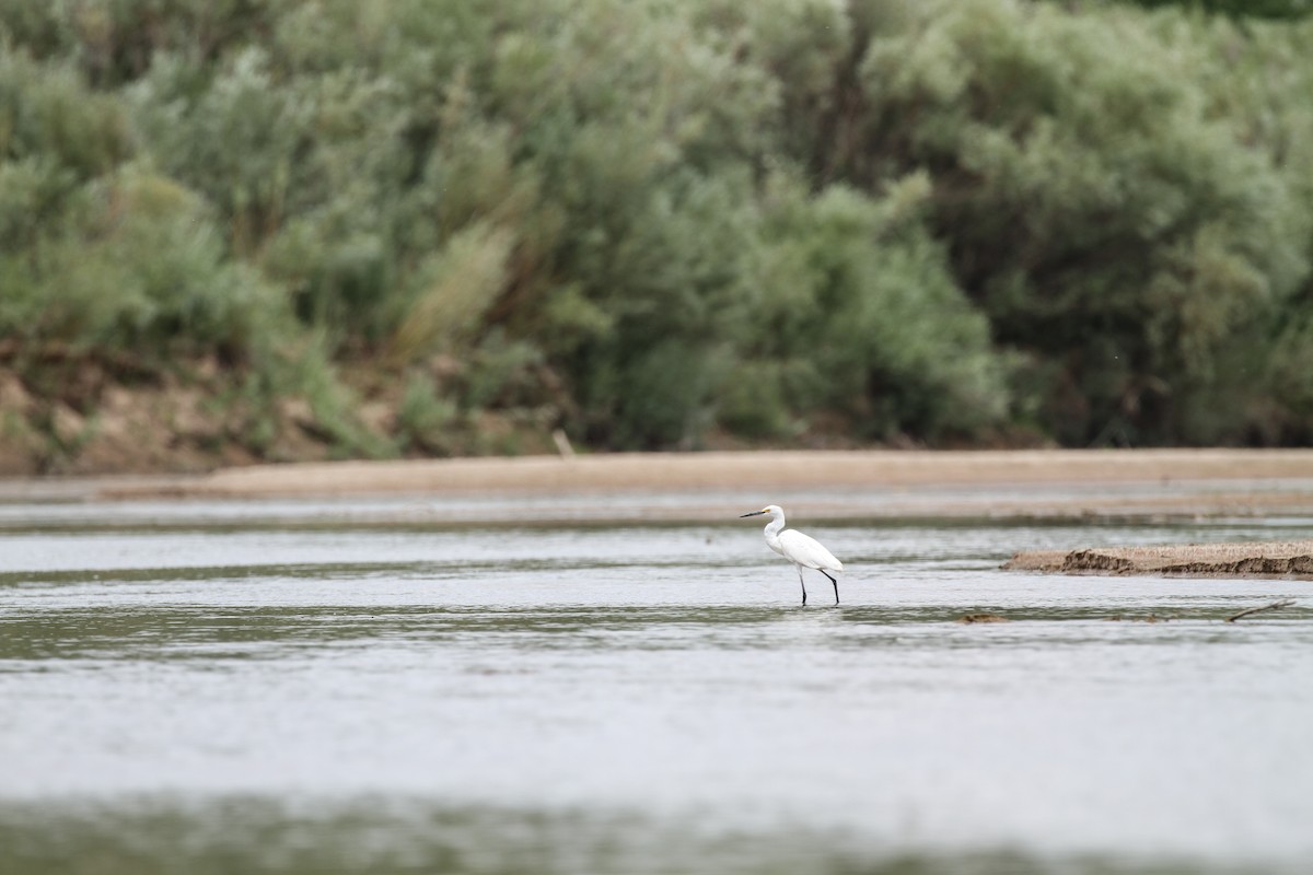 Snowy Egret - Evan Buechley