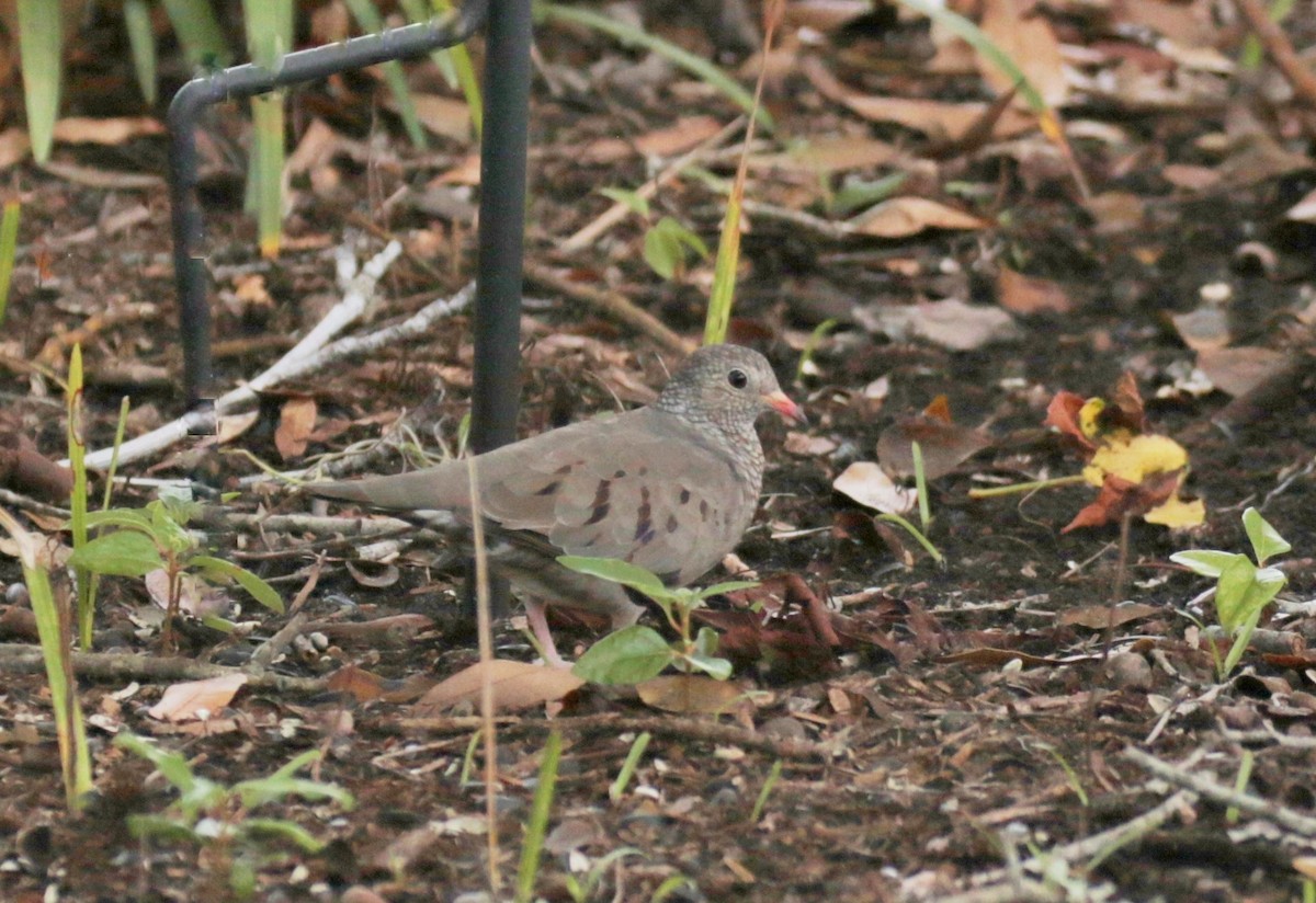 Common Ground Dove - Tommie Rogers