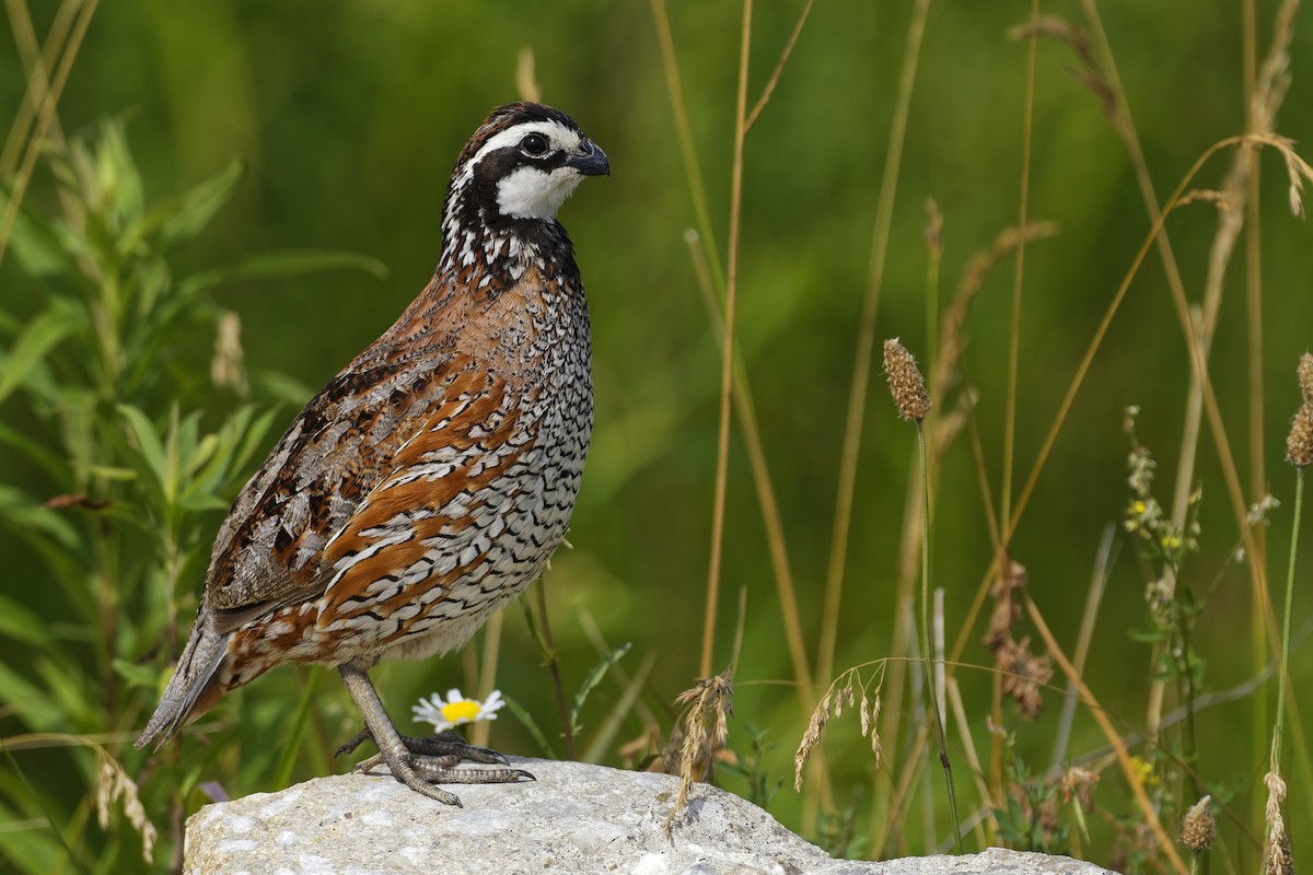 Northern Bobwhite - Don Danko