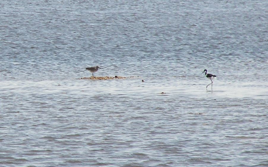 Playero Aliblanco (inornata) - ML24587371