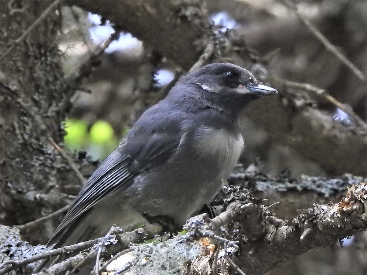 Canada Jay - ML245873761