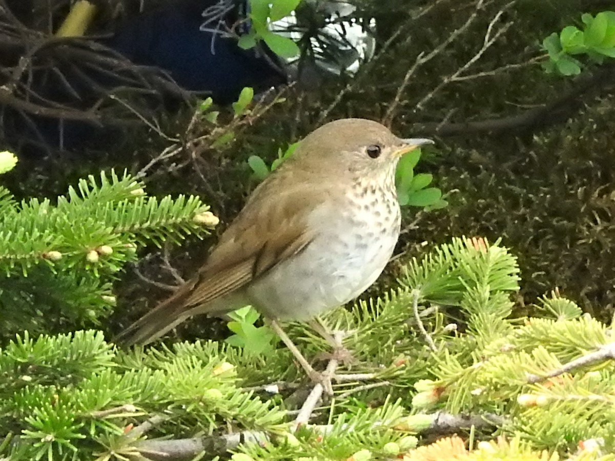 Bicknell's Thrush - ML245873801