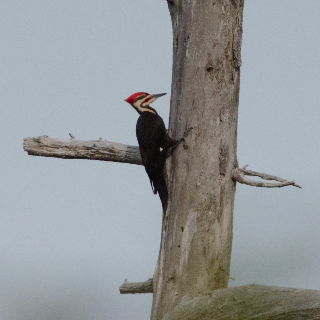 Pileated Woodpecker - ML245874711