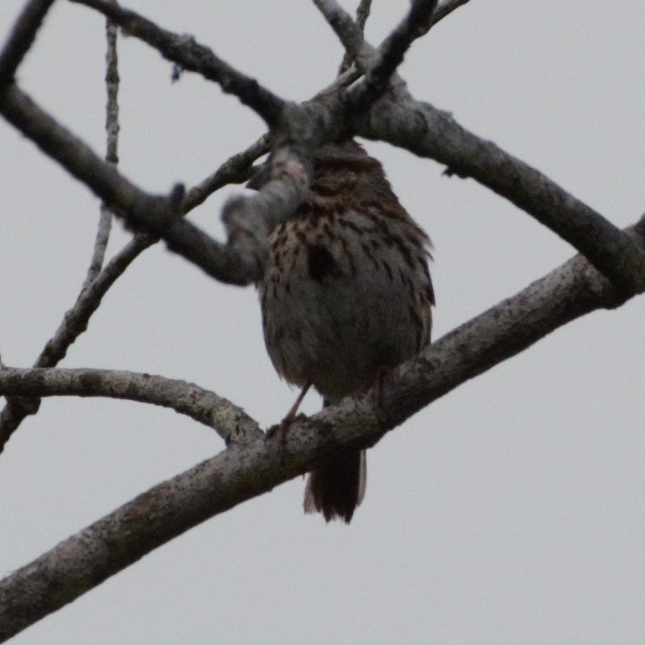 Song Sparrow - ML245875091