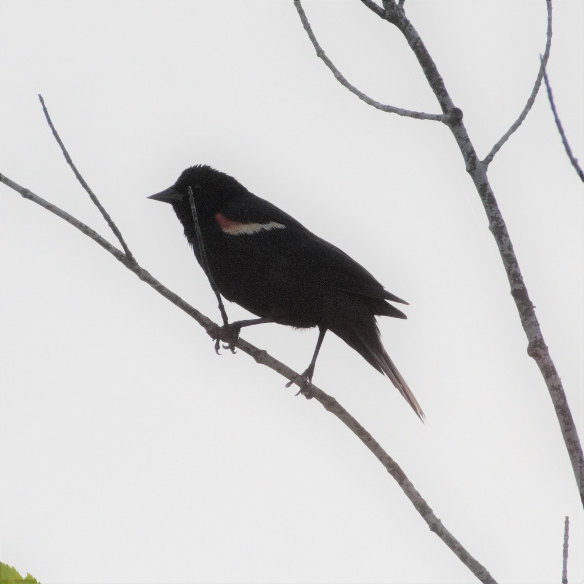 Red-winged Blackbird - ML245875111