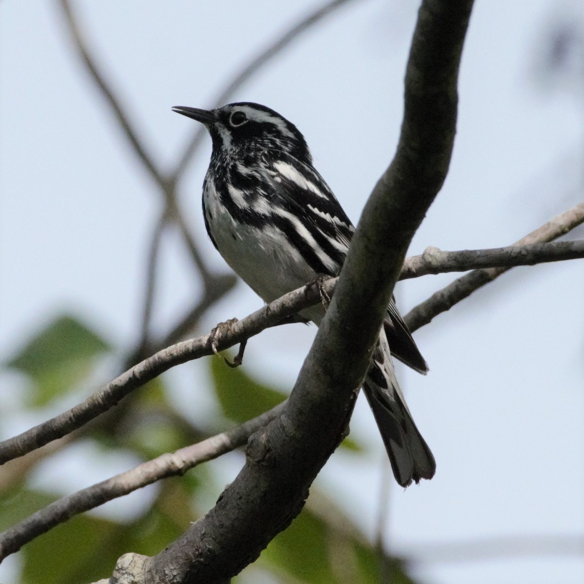 Black-and-white Warbler - ML245875121