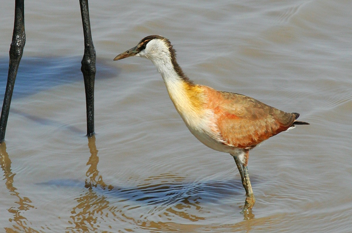 Jacana à poitrine dorée - ML245875251