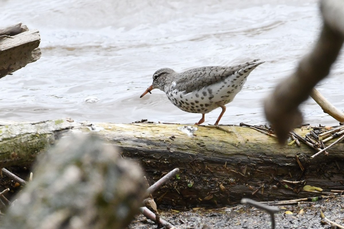 Spotted Sandpiper - Barry Blust