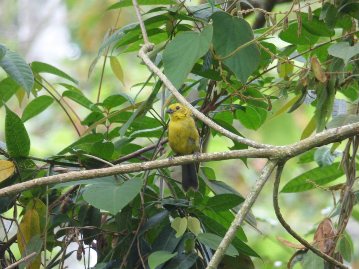 Yellow-headed Brushfinch - ML245875571