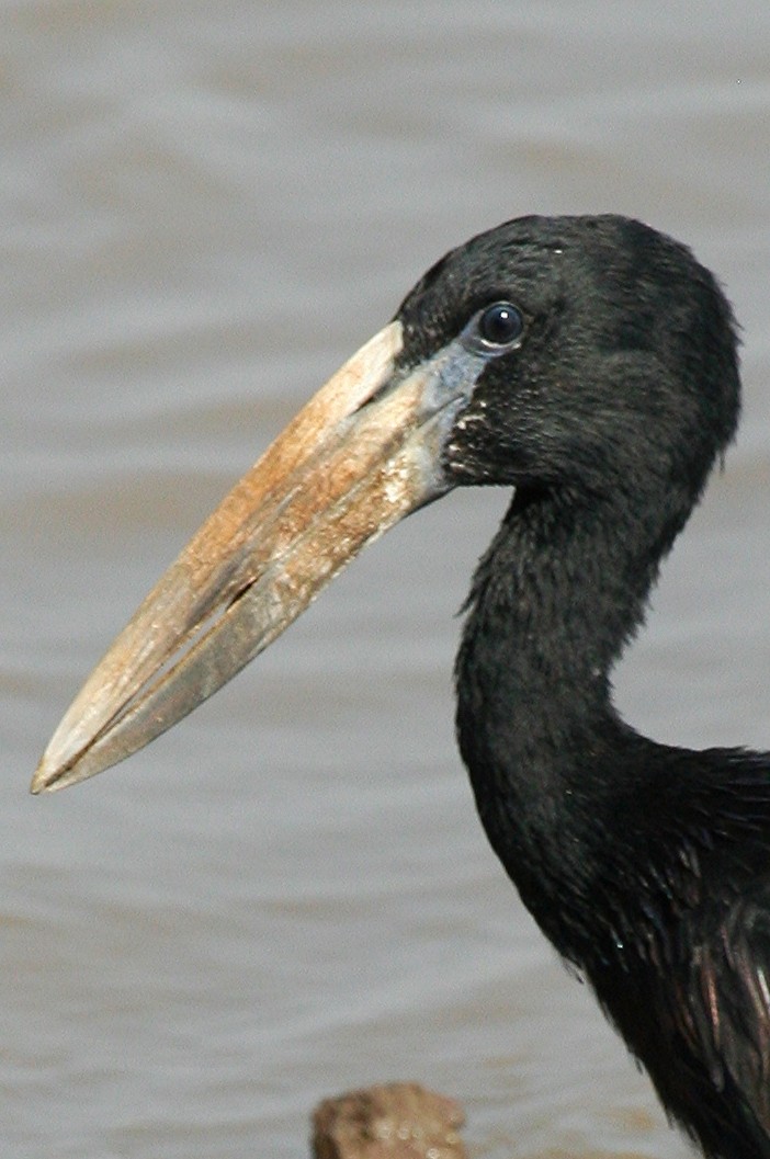 African Openbill - ML245876021