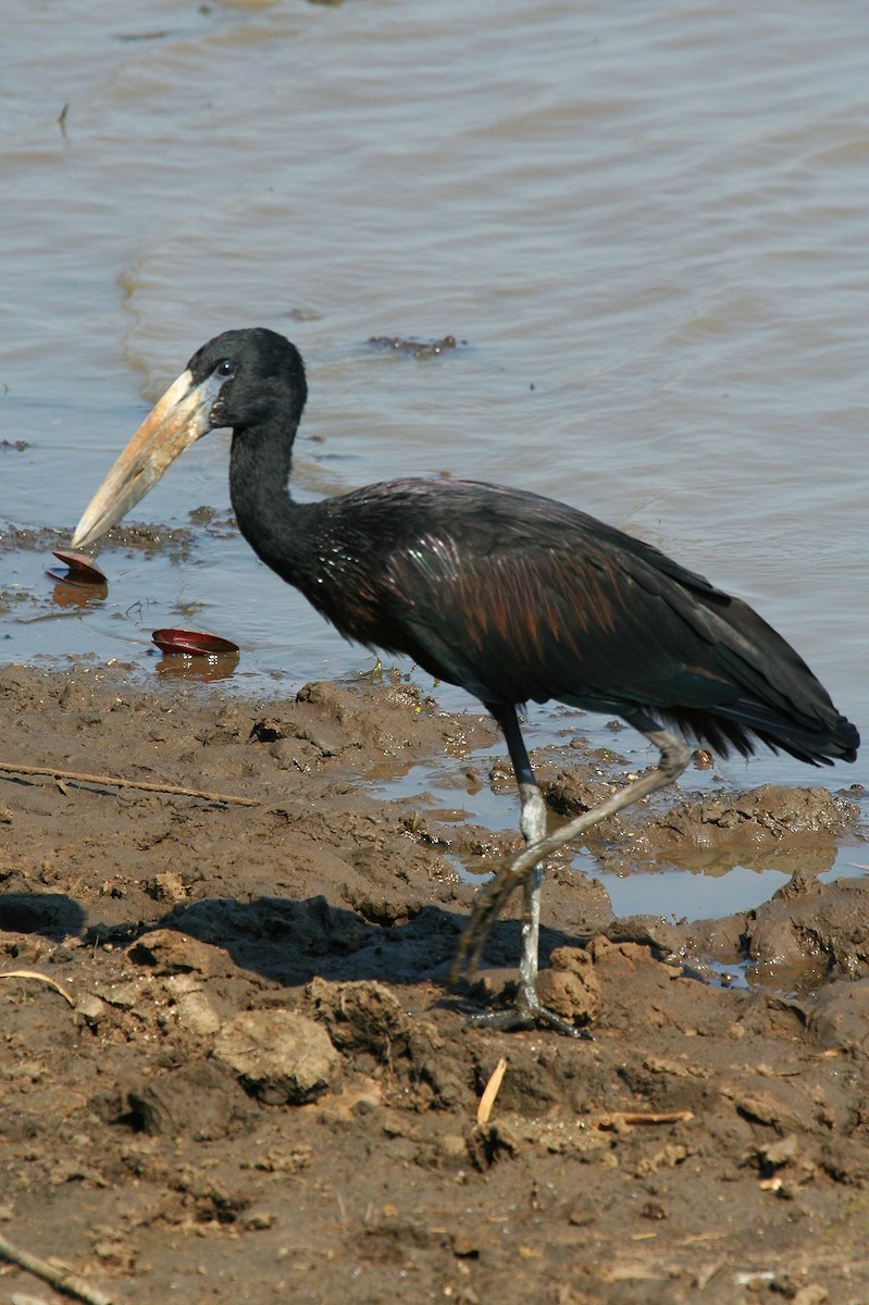 African Openbill - ML245876071