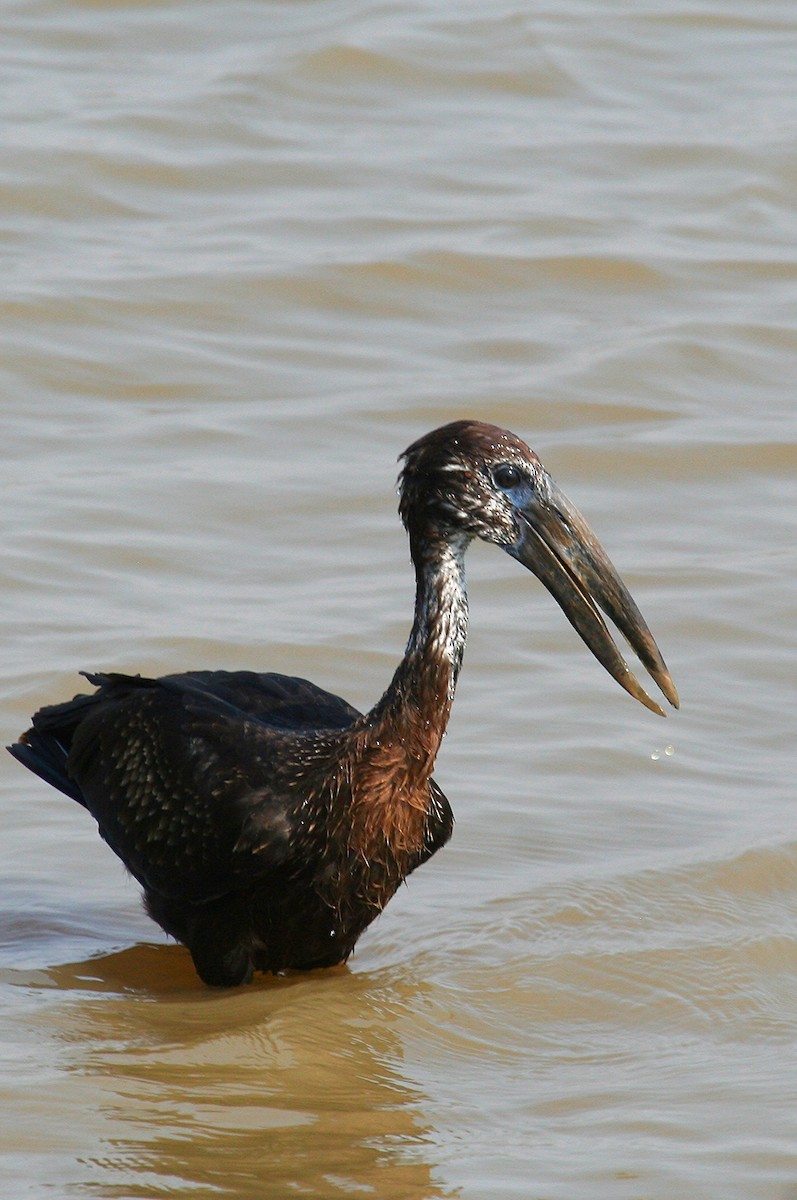 African Openbill - ML245876241