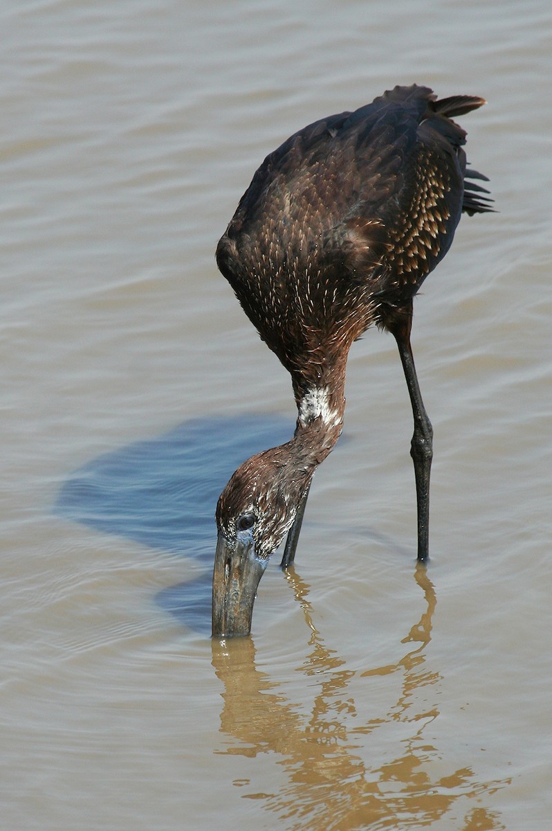 African Openbill - ML245876261