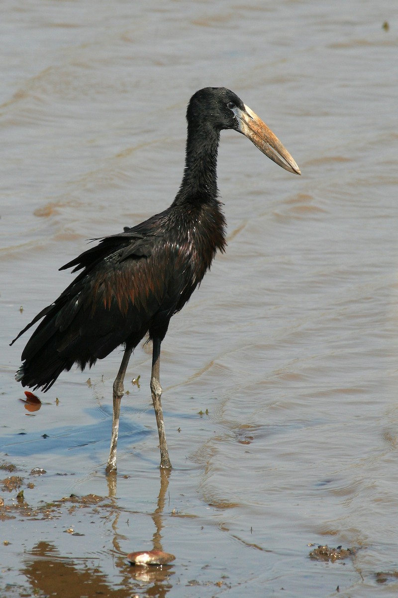 African Openbill - ML245876271