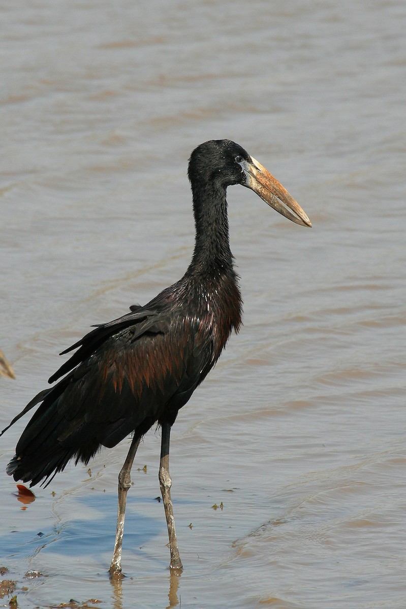 African Openbill - ML245876711