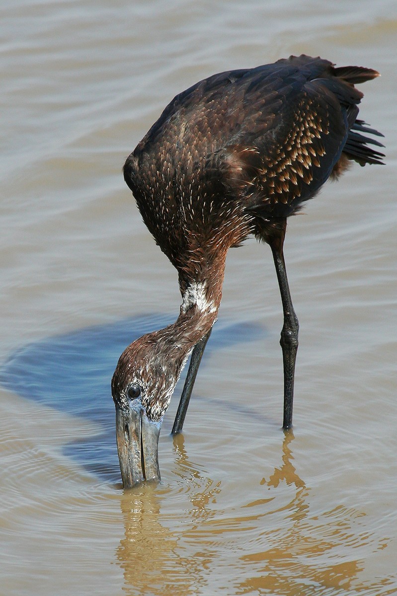 African Openbill - ML245876721