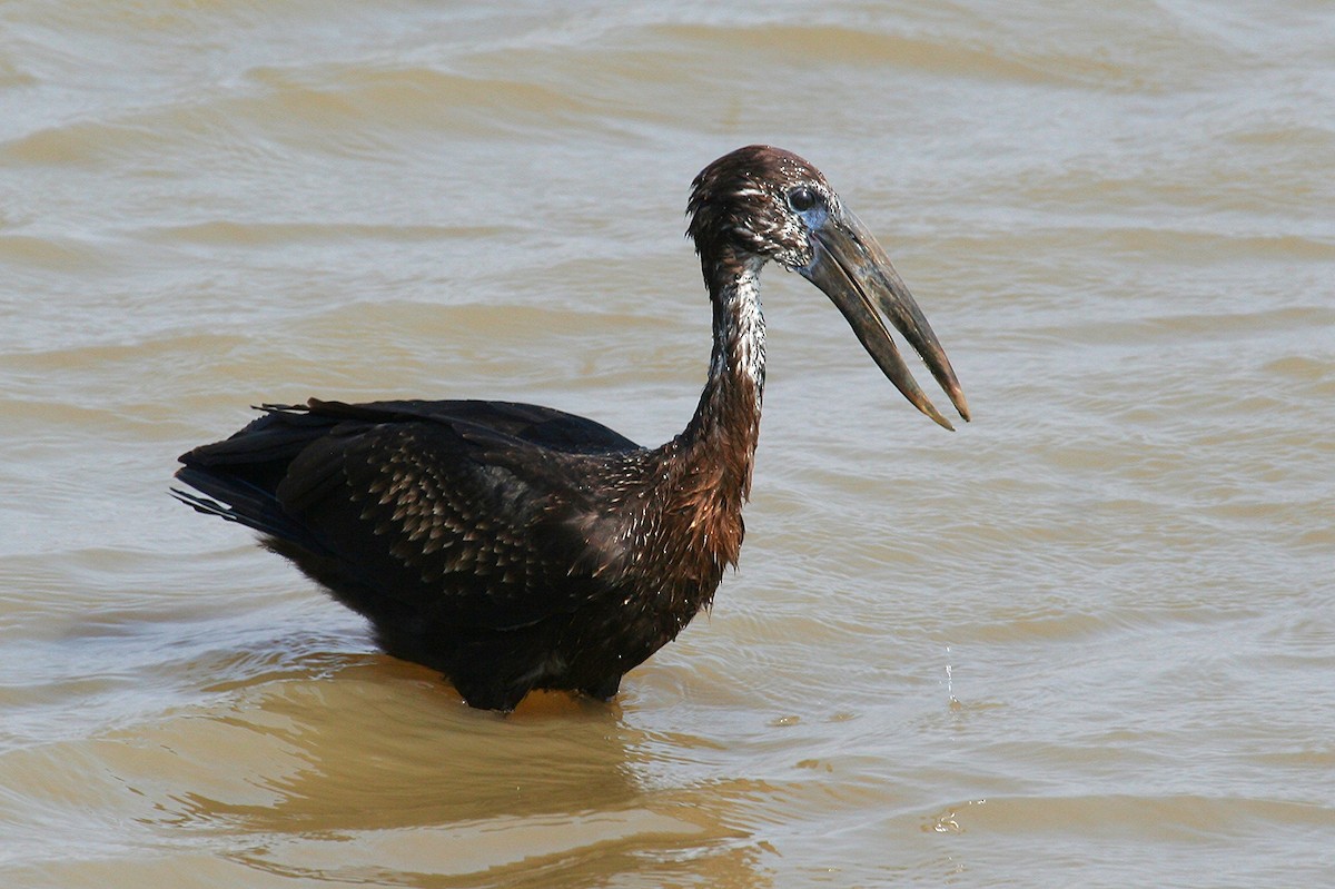 African Openbill - ML245876731