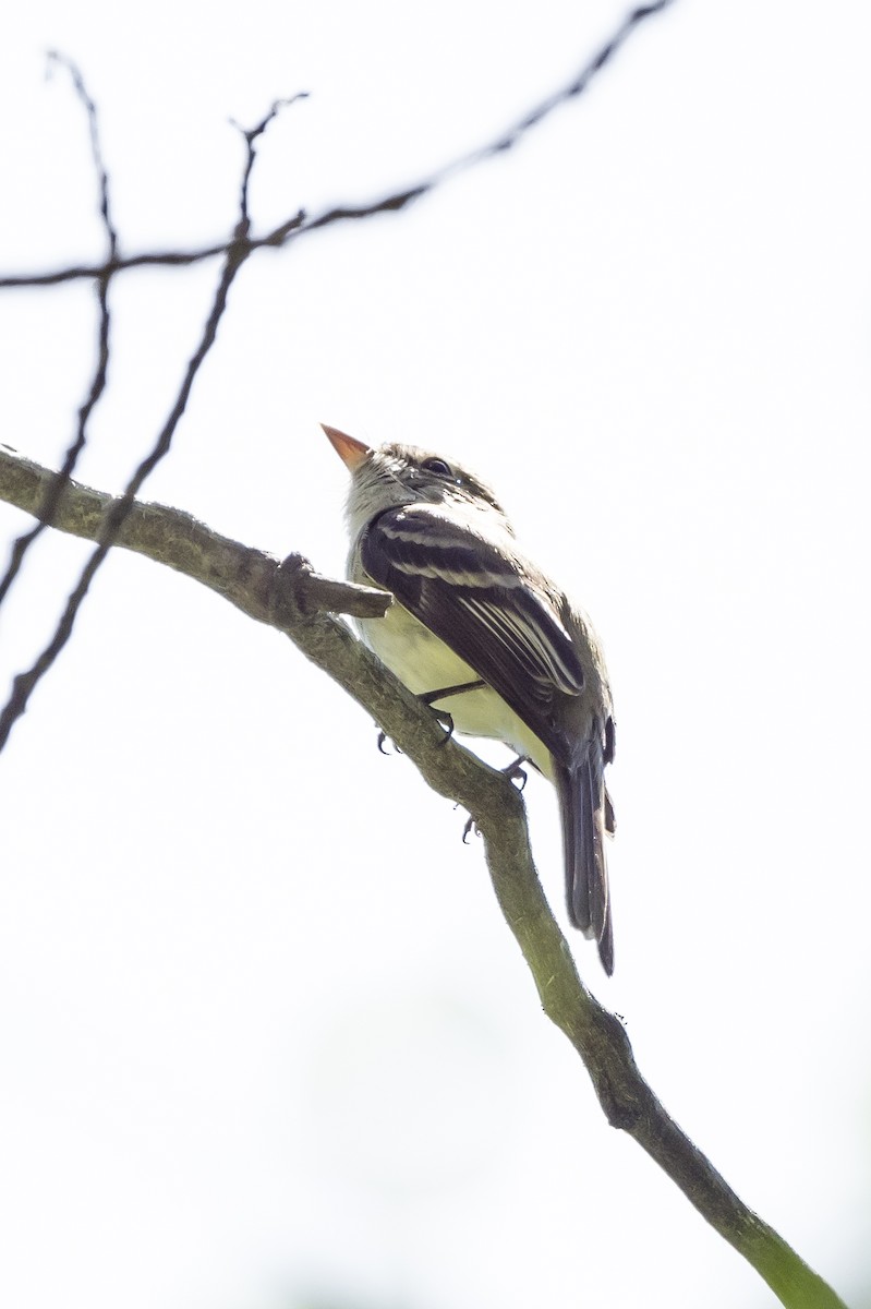 Least Flycatcher - Tom Crabtree