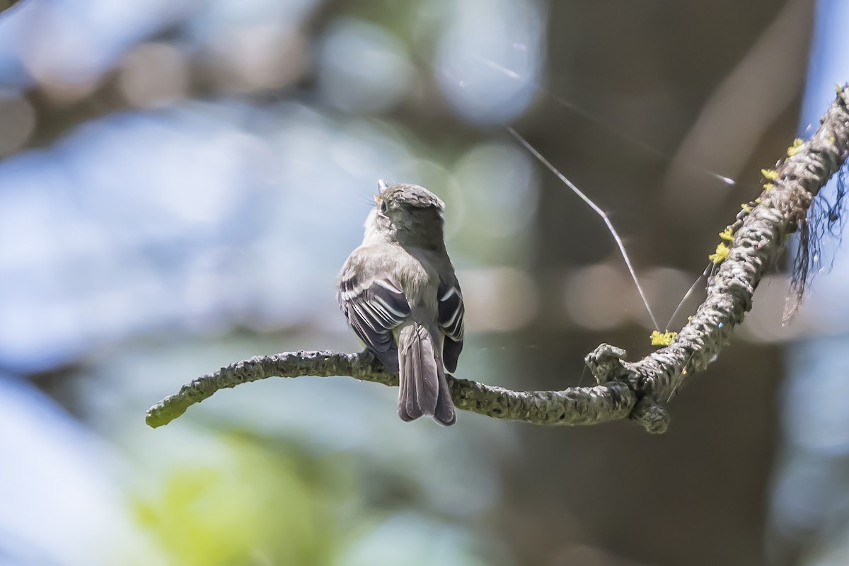 Least Flycatcher - Tom Crabtree