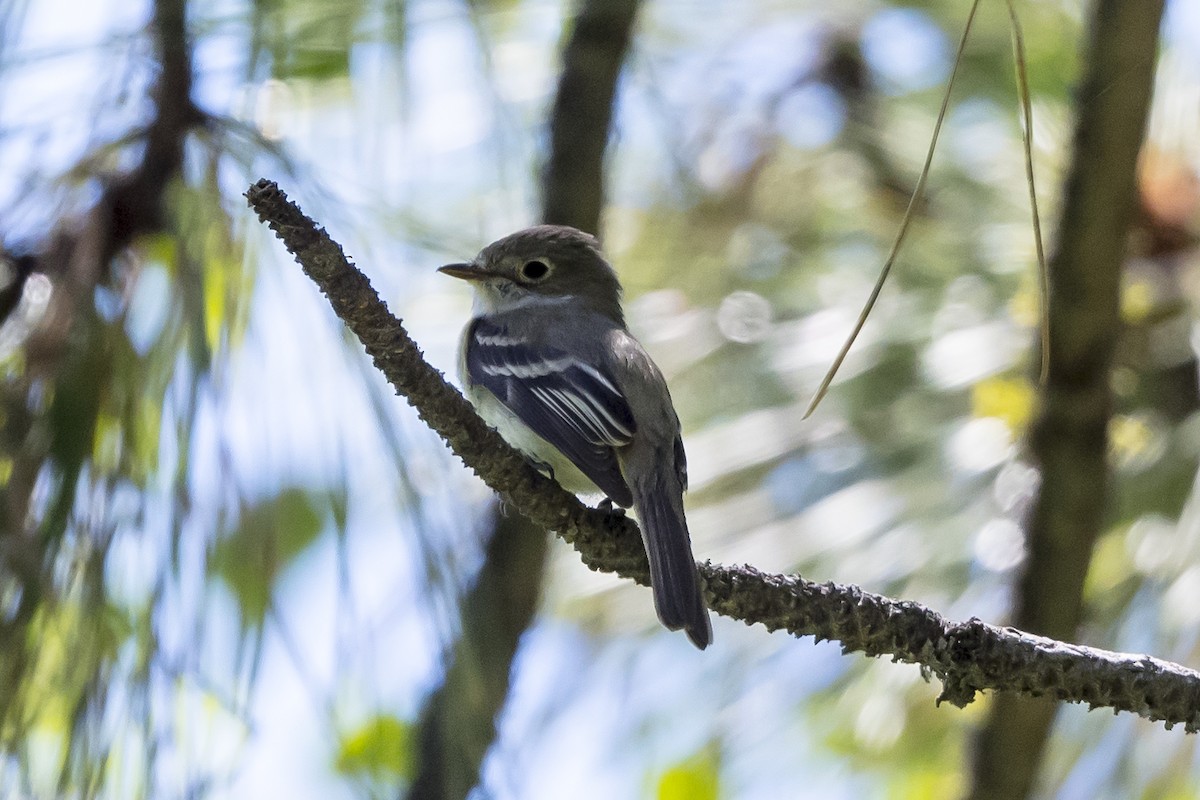 Least Flycatcher - Tom Crabtree