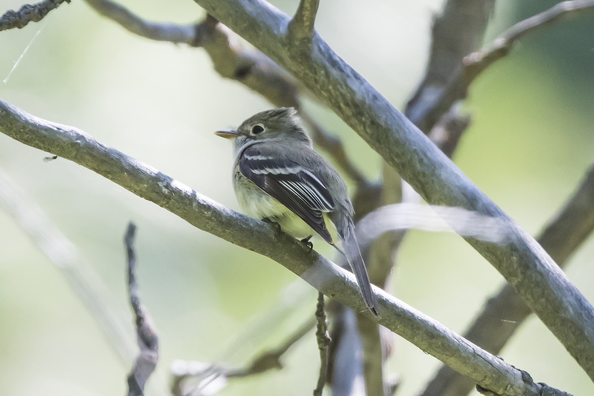 Least Flycatcher - ML245876901