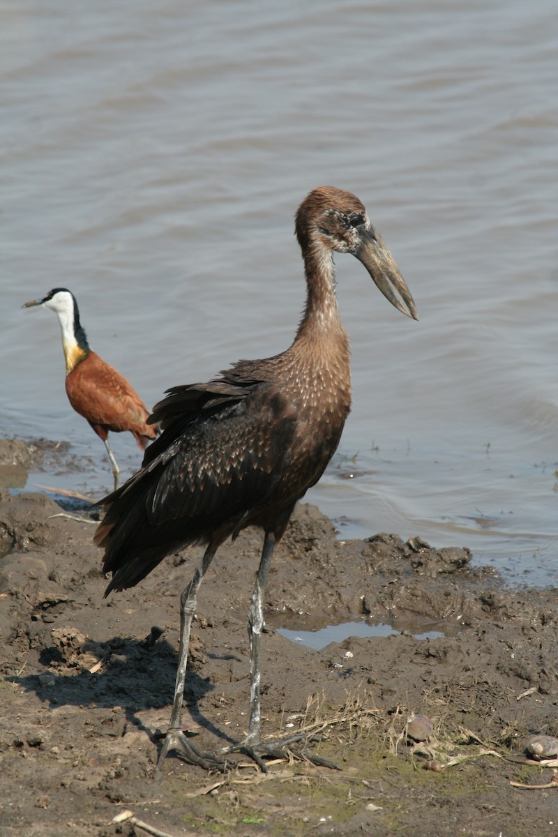 African Openbill - ML245876991