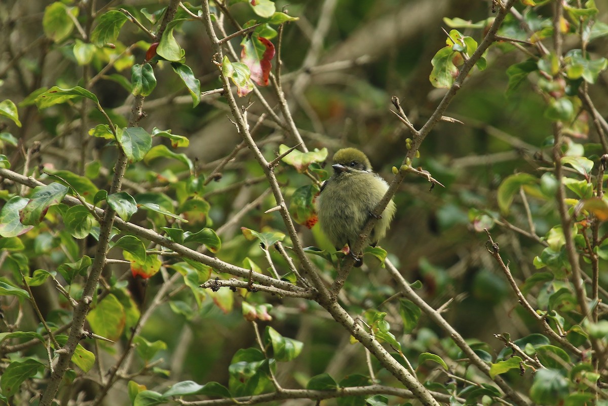 Moustached Tinkerbird - ML24587701