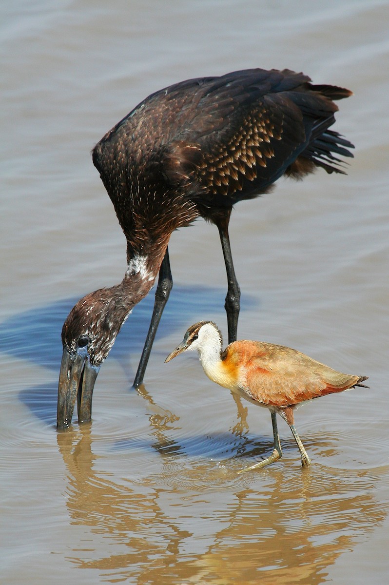 African Openbill - ML245877131