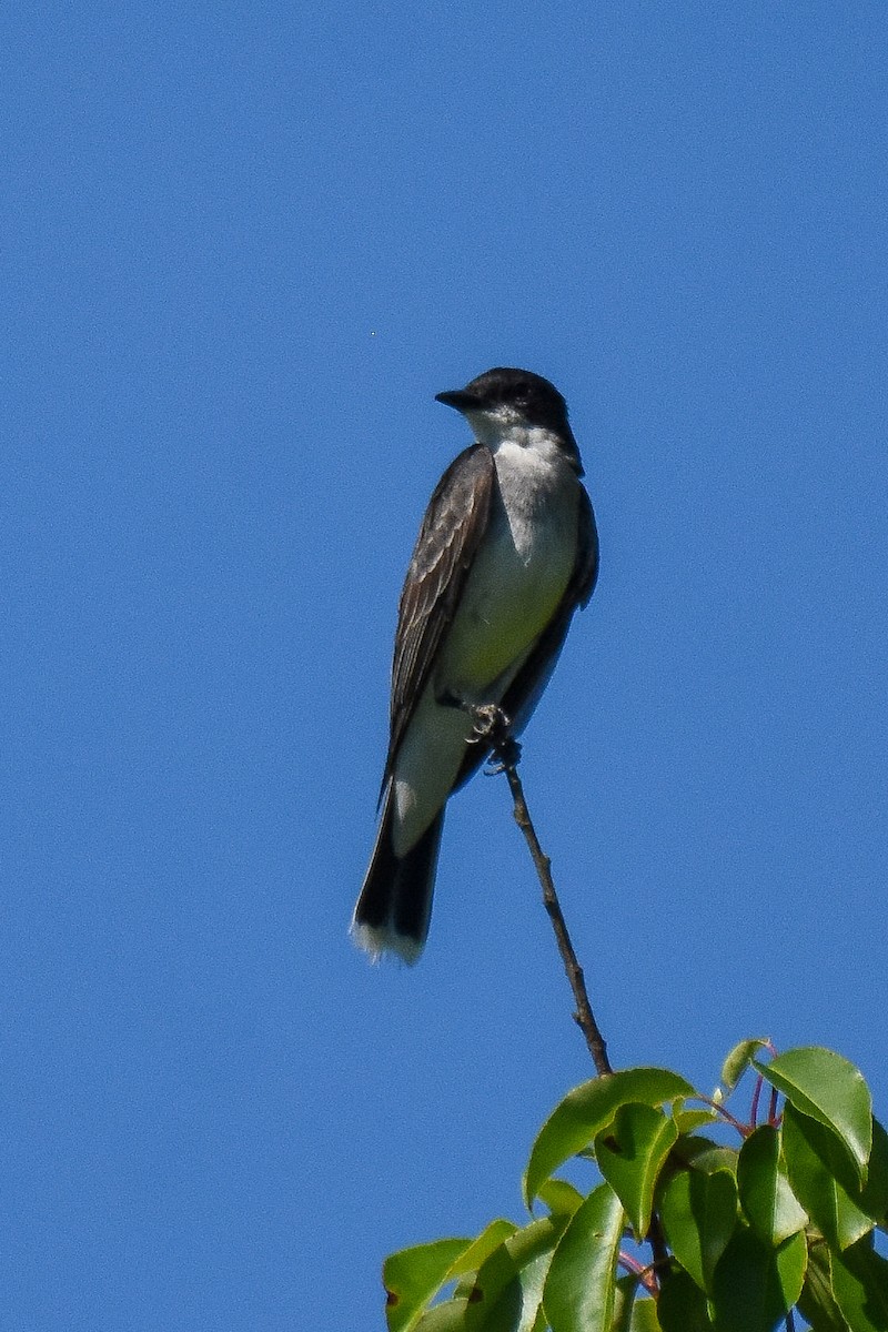 Eastern Kingbird - ML245877921