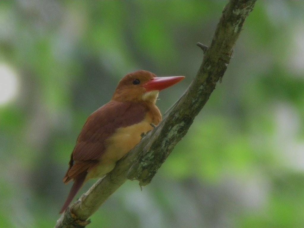 Ruddy Kingfisher - ML245880181