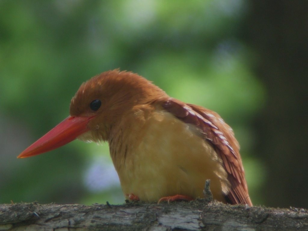 Ruddy Kingfisher - ML245880201