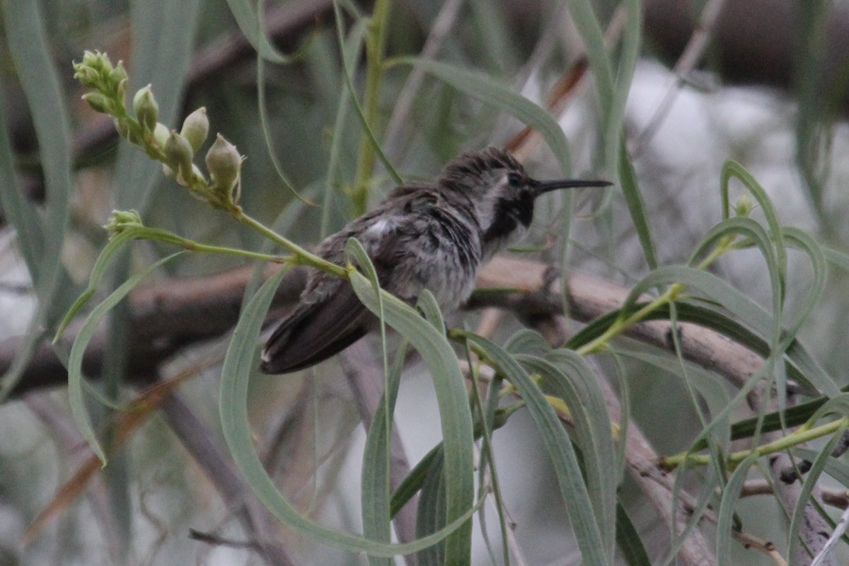 Costa's Hummingbird - ML245880591