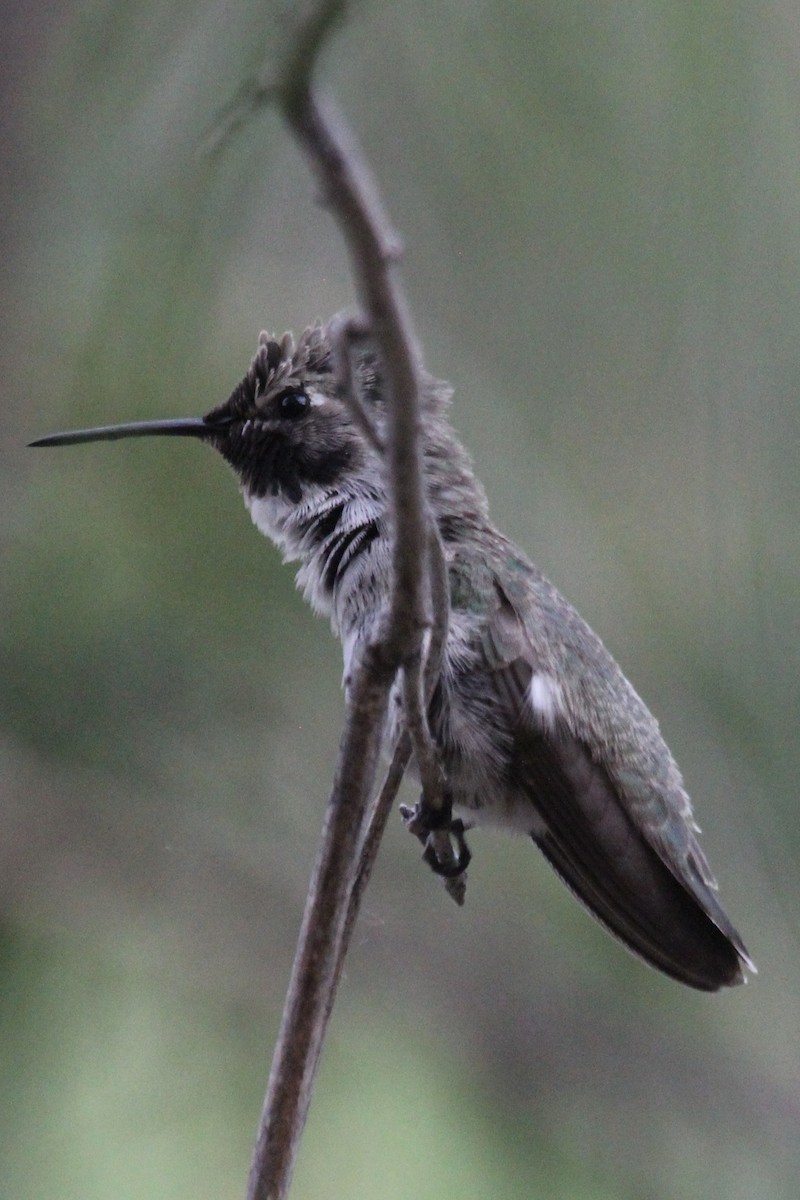 Costa's Hummingbird - ML245880631