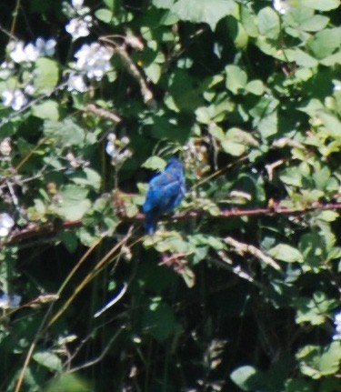 papežík indigový - ML245882101