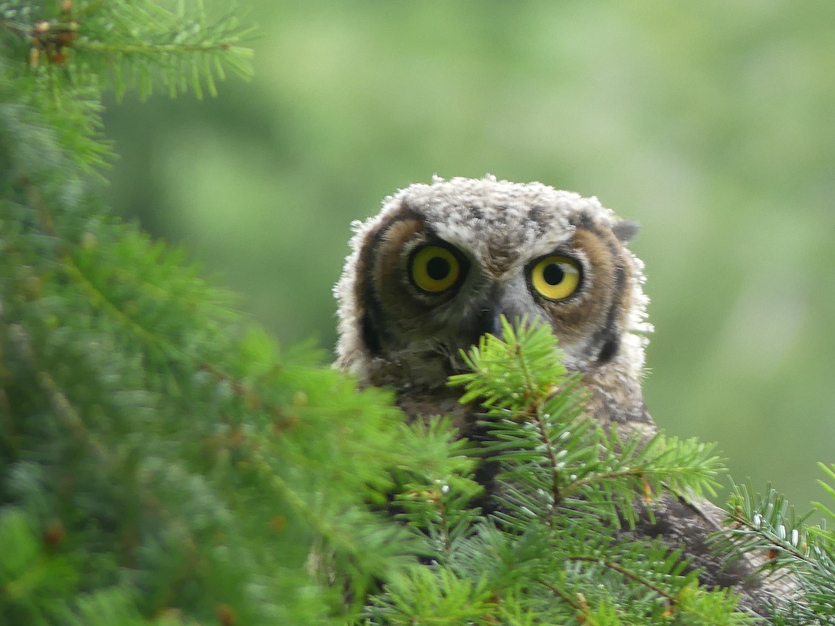 Great Horned Owl - ML245882211