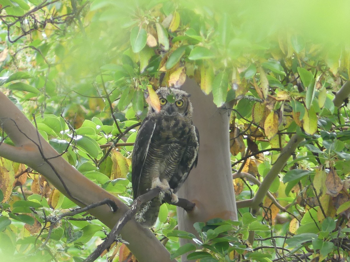 Great Horned Owl - ML245882681
