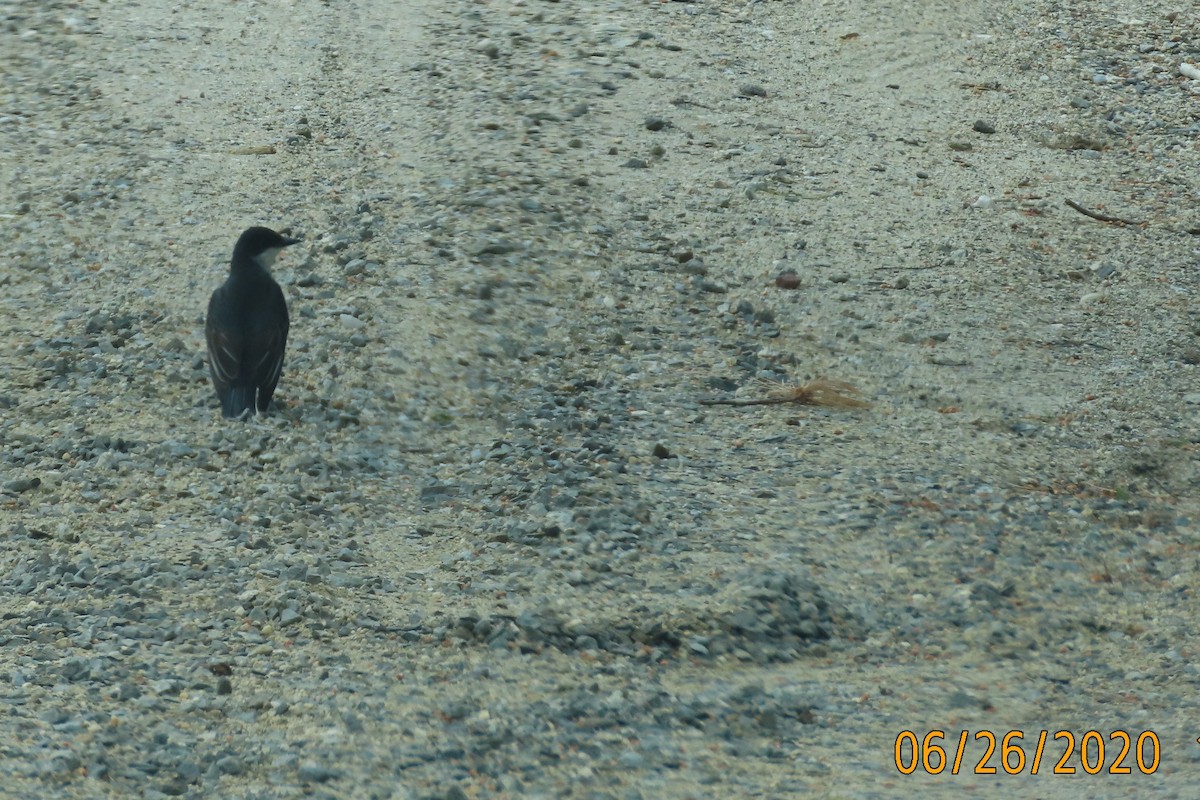 Eastern Kingbird - ML245883151