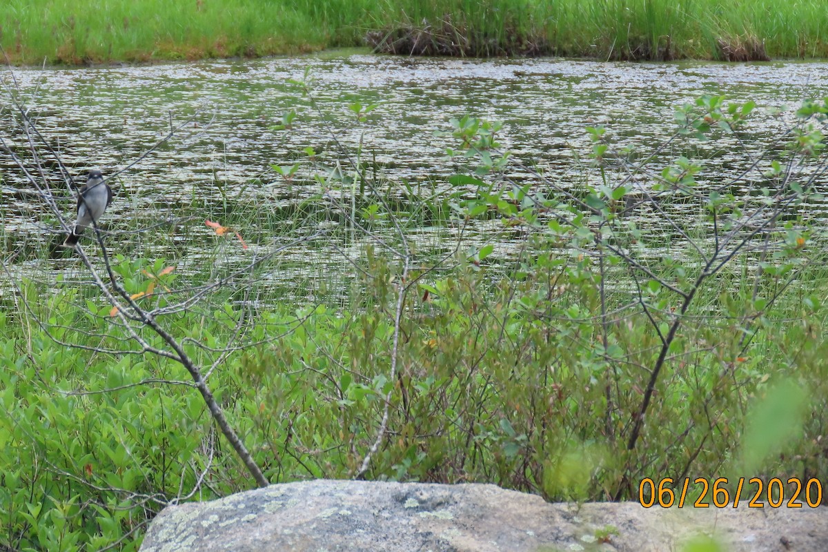Eastern Kingbird - ML245883161