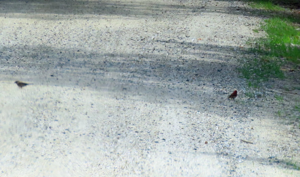 Purple Finch - ML245883201