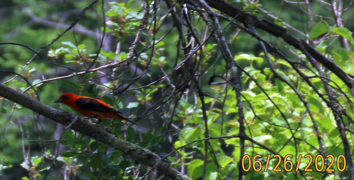 Scarlet Tanager - ML245883251