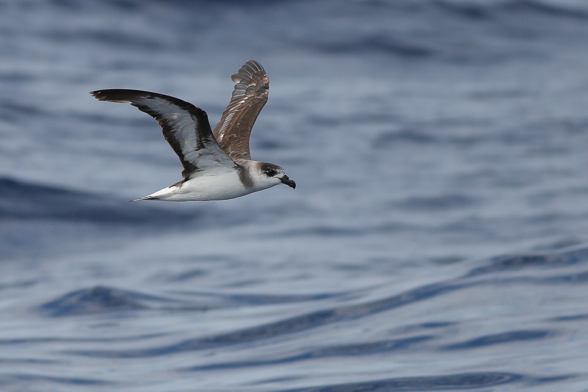 Petrel Antillano - ML245884011