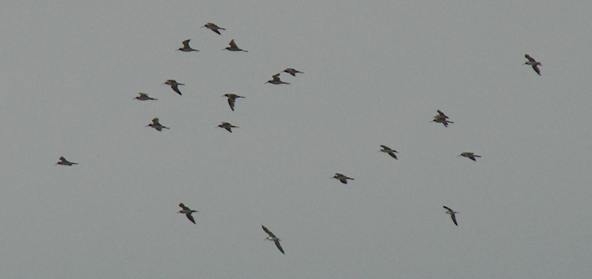 Lesser Yellowlegs - ML24588411