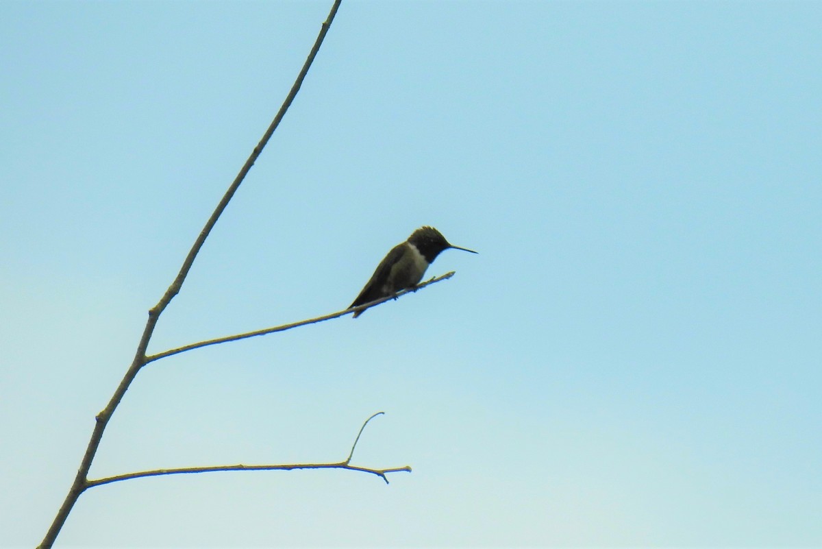 Colibri à gorge rubis - ML245885051