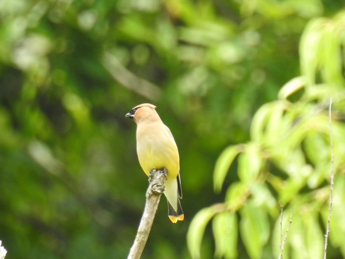 Cedar Waxwing - ML245885391