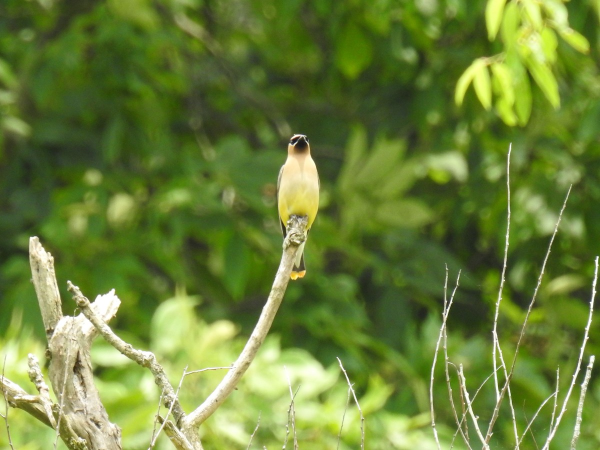 Cedar Waxwing - ML245885561