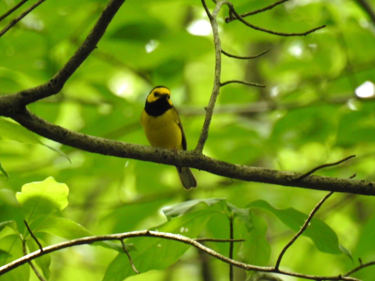 Hooded Warbler - ML245886041