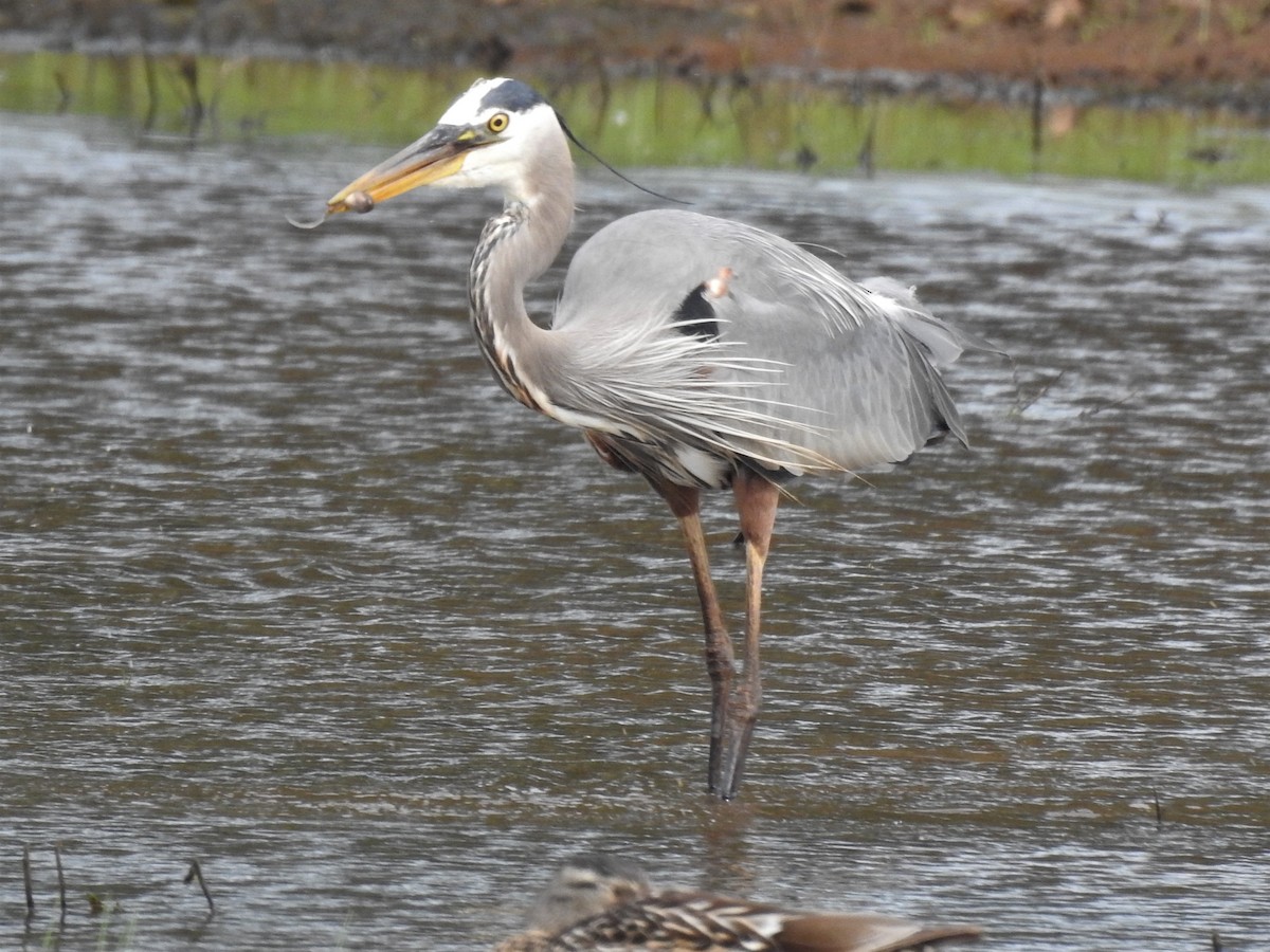 Great Blue Heron - ML245888141