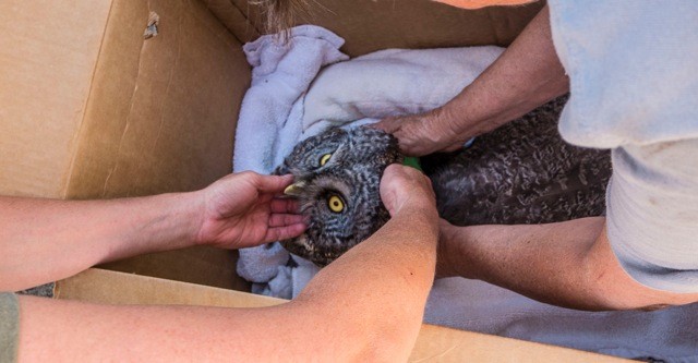 Great Gray Owl - Christina Ackerman