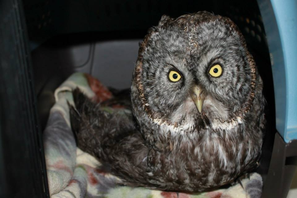 Great Gray Owl - ML24588971